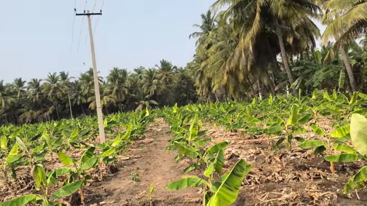 ஈரோடு(மா)கோபி(வ)தூக்கநாய்க பாளையம் நால் ரோடு அருகில் 1.5 ஏக்கர்தோட்டம்விற்பனை 9585376767#agriculture