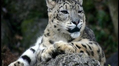 Tutorial Photoshop CS4 - animation of a photo