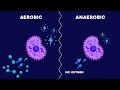 The Science of Respiration and Its Impact on Concentration in Classrooms