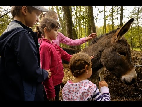 Video: Setkání S Nejmenším Koněm Na Světě - Oblíbená Veterinární Paměť