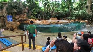 【4K】Singapore Zoo Splash Safari Sea Lion Show 2022