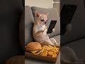 vídeo gerado efeito IA HUMOR E ENTRETENIMENTO