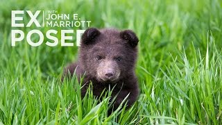 Exposed Special Episode Nlws Bear Cub Fundraiser