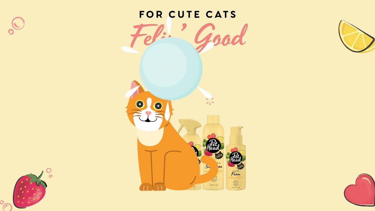 pet head cat shampoo