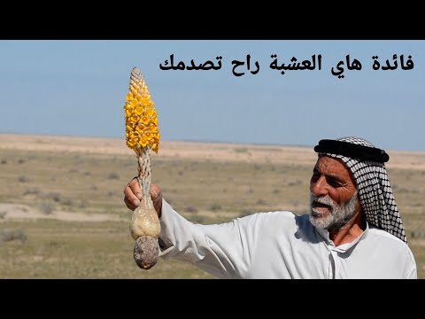 العشبة الصحراوية الذي يبحث عنها الجميع تطيب أمراض في جسم الإنسان