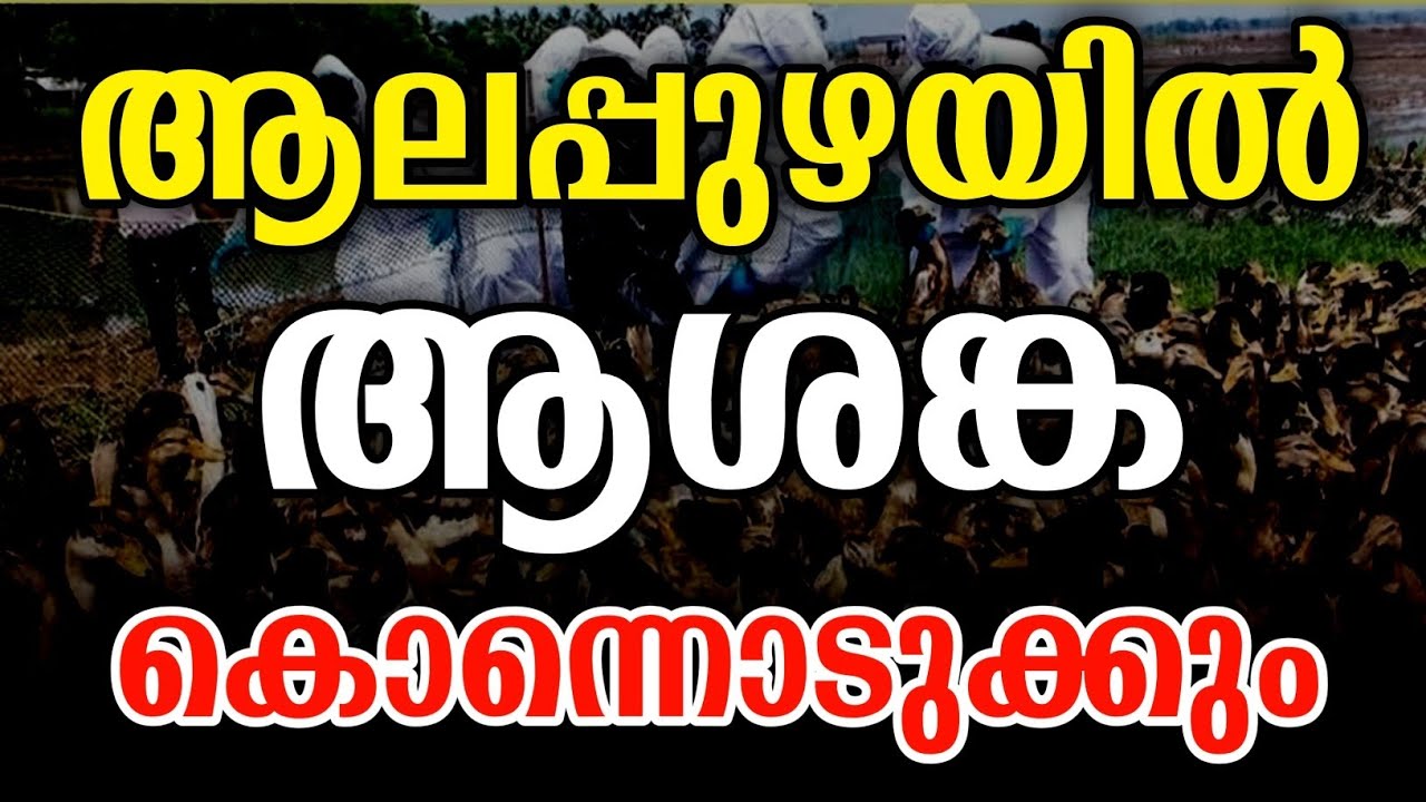 ആലപ്പുഴയിൽ ആശങ്ക പക്ഷിപ്പനി | bird fever virus kerala | bird flu alappuzha news malayalam