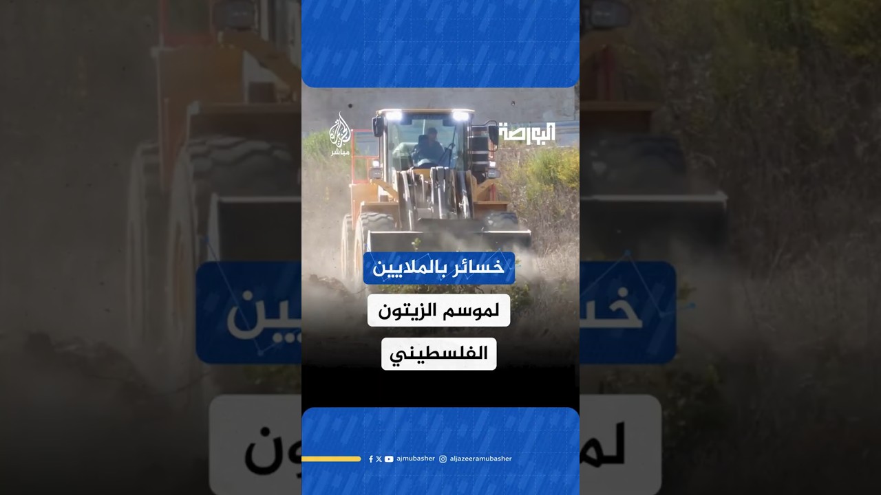 خسائر بالملايين لموسم الزيتون الفلسطيني