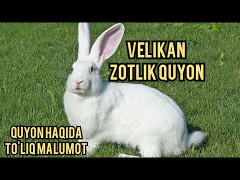 Video: Quyonlarda Kalamush Bilan Zaharlanish