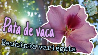 Árbol orquídea, pata de vaca - Bauhinia variegata (árbol que adorna las Calles)