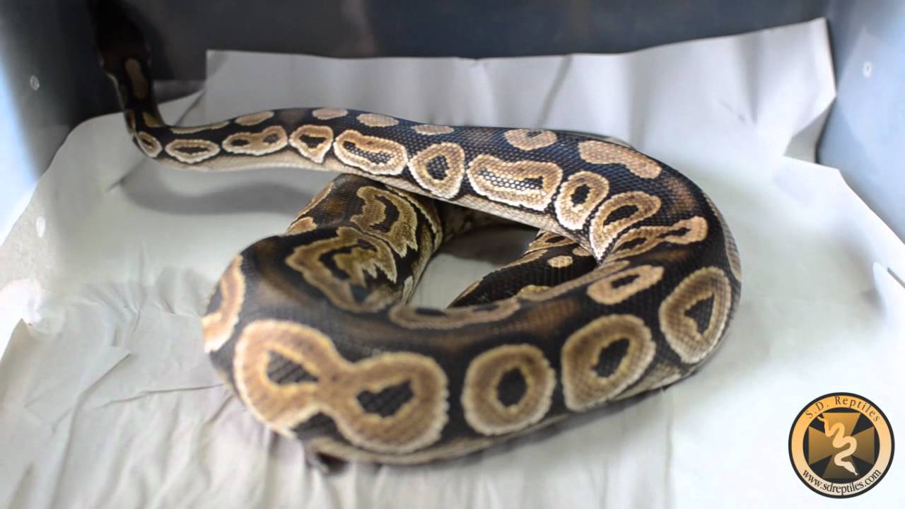 morphemes pdf New 2008 Cinnamon Ball Python Male