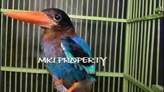 MASTERAN TENGKEK UDANG GACOR BURUNG ASLI / CEKAKAK GACOR / RAJA UDANG JERNIH FOR MURAI C.IJO CENDET