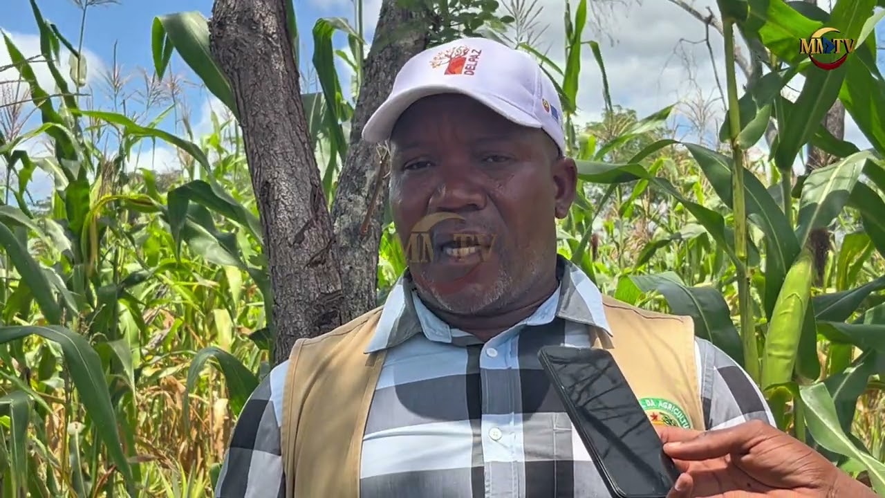 MMTV NOTÍCIAS | PRODUÇÃO AGRÍCOLA EM CHIBABAVA EM RISCO DEVIDO À IRREGULARIDADE DAS CHUVAS