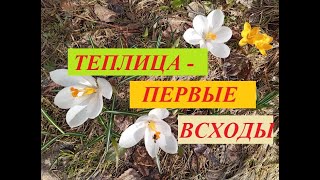 Еду на дачу с подругой. Происшествие в электричке. Работы в теплице и первые всходы.