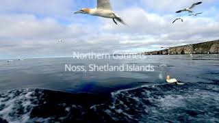 Northern Gannets, Shetland Islands