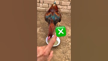 how to feed aseel murga strong digest system of birds #aseelmurga #murga #aseel #shorts #shortsfeed