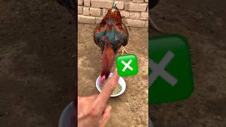 Download Lagu how to feed aseel murga strong digest system of birds #aseelmurga #murga #aseel #shorts #shortsfeed MP3 Download Lagu how to feed aseel murga strong digest system of birds #aseelmurga #murga #aseel #shorts #shortsfeed MP3