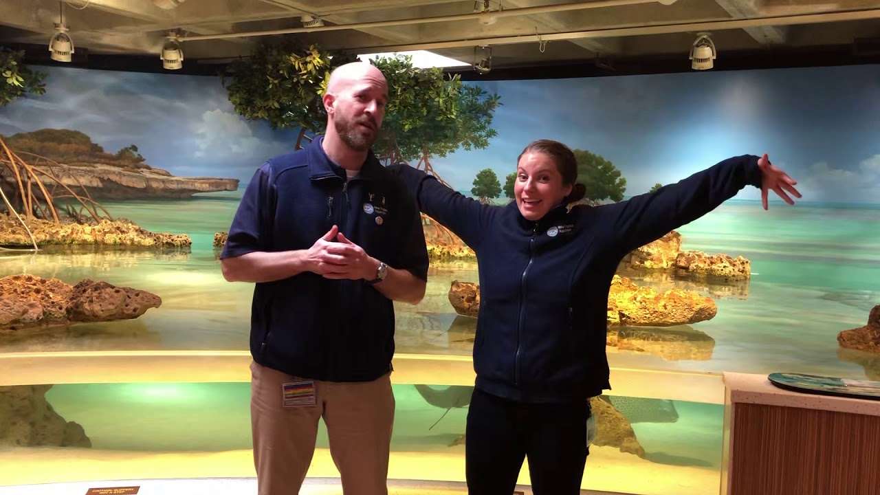 Virtual Visit: Sharks & Rays at NEAq!