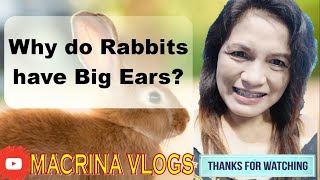 Why do Rabbits have Big Ears? | Macrina Vlogs