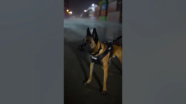 STATIC DISCIPLINE! ⚡ The Explosive Response of a K9 Guard Dog ​#HVAPK9 #StaticGuard #K9Bolt