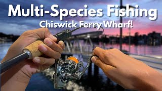 Multi-Species Wharf Fishing at Chiswick Using LIVE Bait!
