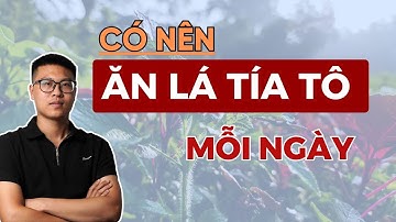 Công Dụng Diệu Kỳ Khi ĂN LÁ TÍA TÔ MỖI NGÀY  (rất hữu ích)