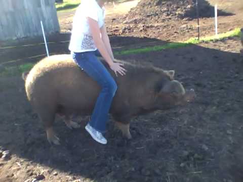 Pig riding!