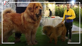 أضخم كلب في العالم عايش فى الدقهلية.. الأشرس عالميا وسعره وصل  لـ1.6 مليون دولار