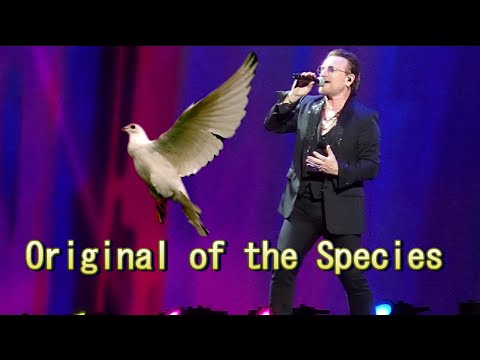 Top 5 U2 Songs Of All Time: Part 2 Original Of The Species