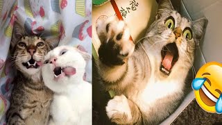 2024 Funny Animals videos| Funny Cats 😸 And Dogs🐕 compilation videos#18#funny#cat#animals