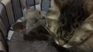 Старенькая кошка приняла котенка Девонрекс-An old cat adopted Devon Rex kitten