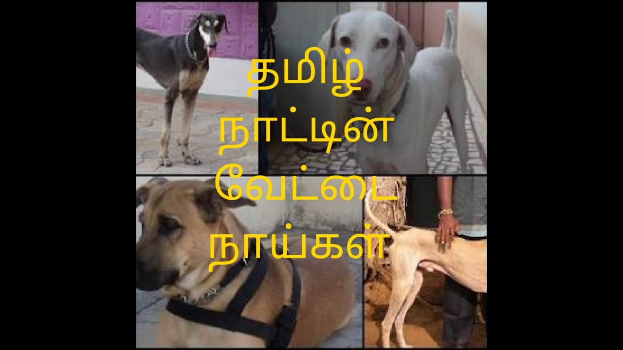 Tamilnadu Hunting Dogs. YouTube
