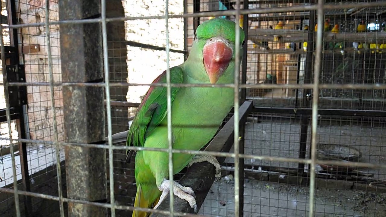 Pahari Tota RAW Alexander Parrot in Angry Mood Pahari Tota Ki Awaz
