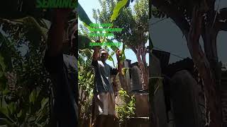 Download Lagu pohon pisang #dj #cover #dance #pohonpisang MP3