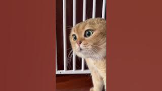 Kumpulan kucing marah lucu 🤣🤣