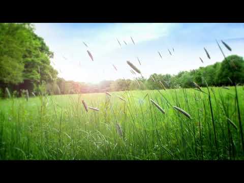 Positive Morning Music - Happy Uplifting Mood Booster Sunny Music