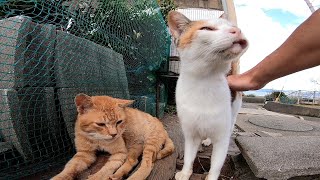 茶トラ野良猫をナデナデしようとしたら割り込んでくる三毛猫