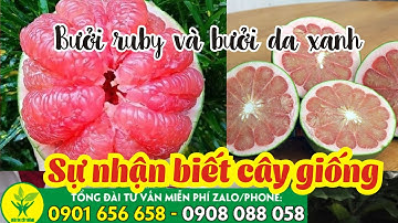 Bưởi ruby và bưởi da xanh khác nhau như thế nào ❤ Zalo/phone:0901656658 hoặc 0908088058