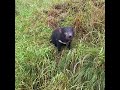 Listen To The Sounds Of A Tasmanian Devil Dougaitkenworkshop IG Listen To The Sounds Of A Tasmanian Devil Dougaitkenworkshop IG