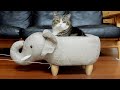 動くゾウさんとねこ。-Moving elephant and cats.-