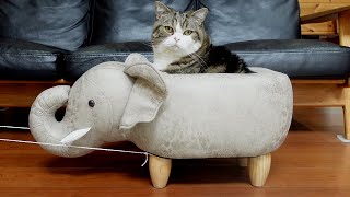 動くゾウさんとねこ。Moving elephant and cats.