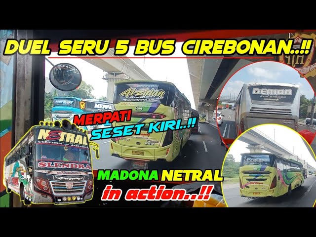 DUEL BERGENGSI 5 BUS CIREBONAN🔥Madona NETRAL IN Action❗️ class=