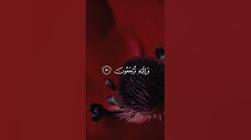سورة يونس 56 | عبدالرحمن مسعد [قراءة 2023]