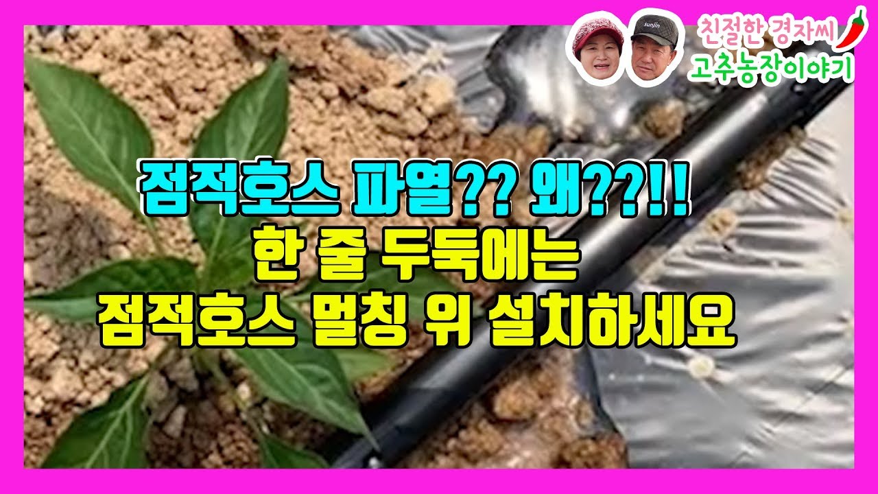 점적호스 파열 방지하는 방법! 한 줄로 심은 두둑 위 점적호스 설치하기 #점적관수 #점적호스 (강원도 영월이래요)