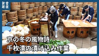 京の冬の風物詩「千枚漬の漬け込み作業」