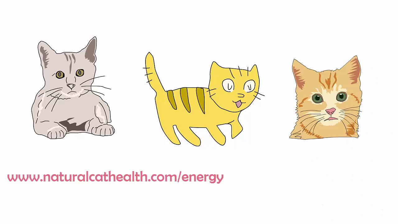 How To Keep Your Cats Urinary Tract Healthy 