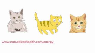 How To Keep Your Cats Urinary Tract Healthy
