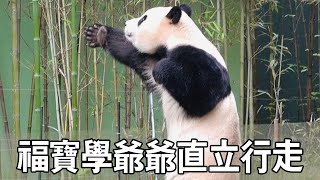 Fu Baoxue Grandpa walked solo  tired soon  turned to swing [Interesting Meow Wow]