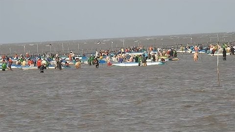 Cà Mau: 2.000 người ồ ạt cướp nghêu làm náo loạn cả vùng