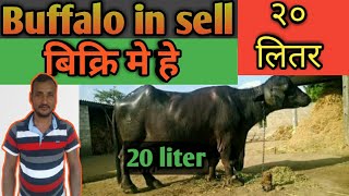 Buffalo in sell for Nepal | Manoj Yadav 11 | 20 liter milk | Laxminiya bazaar