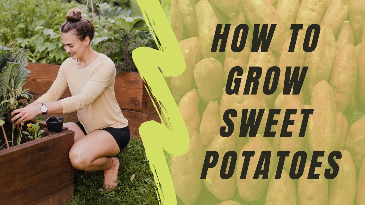 How to Grow Sweet Potatoes - Part 1